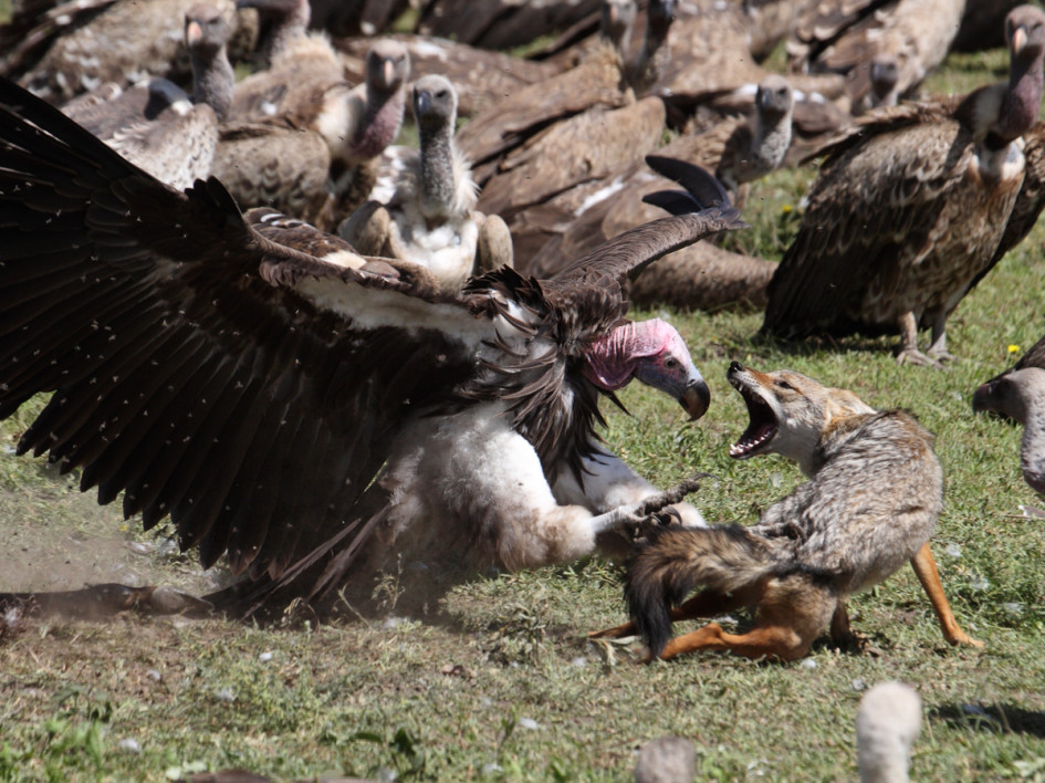 Lappetfaced Vulture atacking Golden Jackal